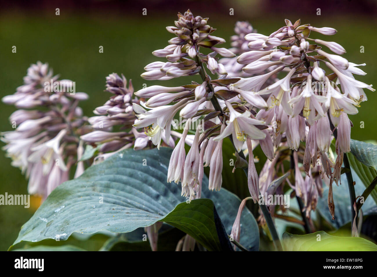 Hosta Blue Angel June flowers plant Stock Photo