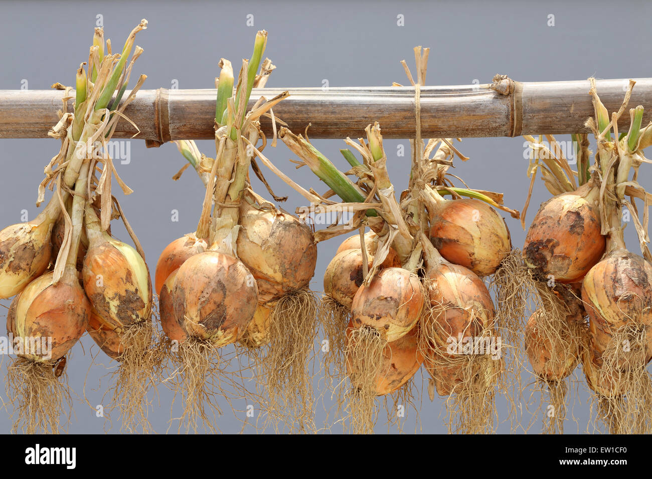 Hanging bunch of fresh onion Stock Photo Alamy