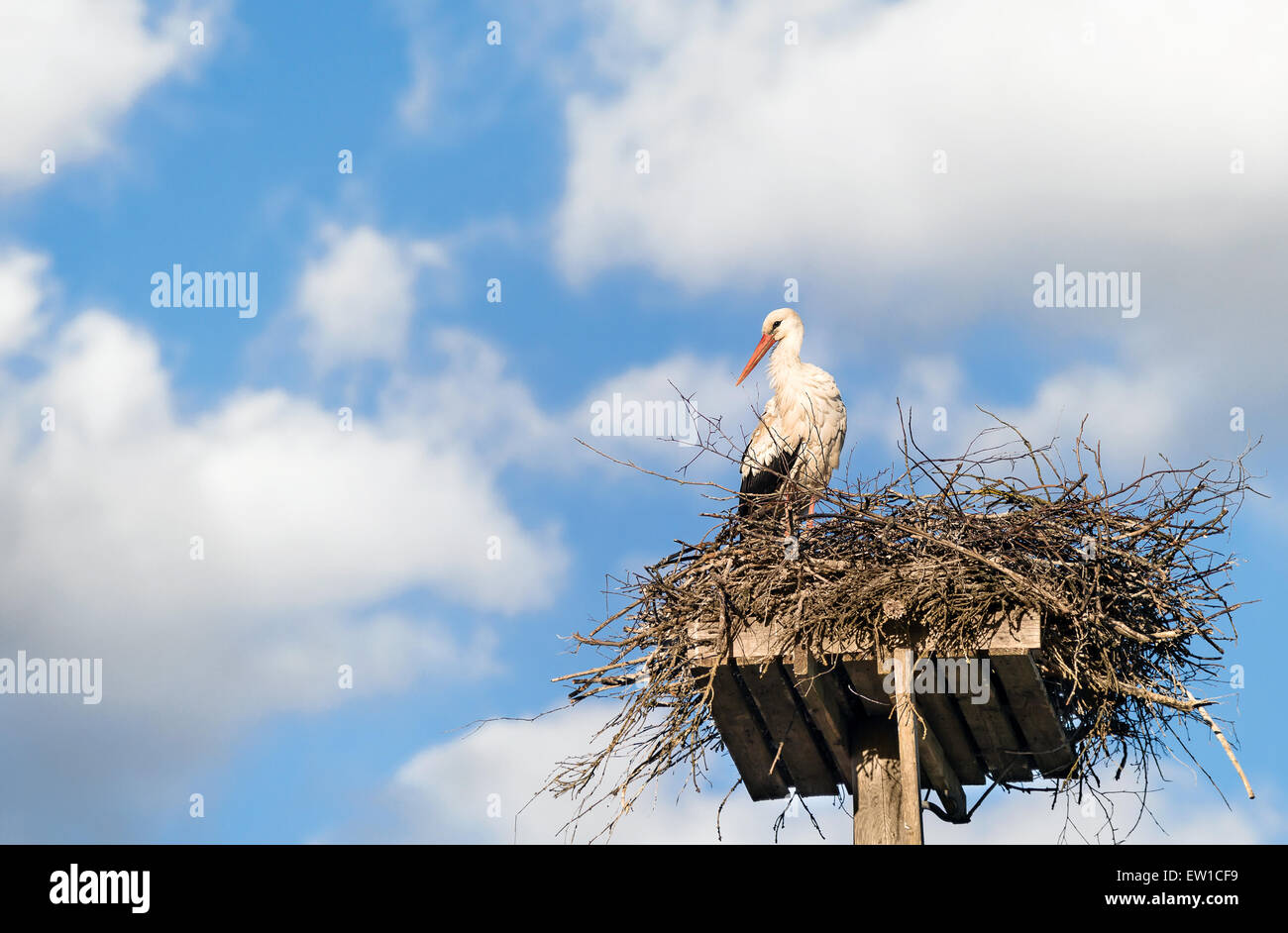 White Stork (Ciconia ciconia) standing on the nest, blue sky and white clouds in the background Stock Photo