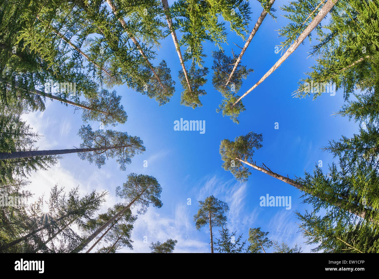 Tall pine tree tops against blue sky and white clouds Stock Photo Alamy