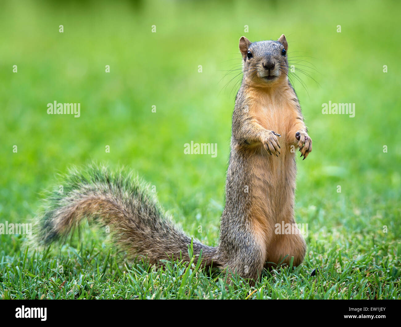 Young Eastern Fox squirrel (Sciurus niger) eating bird seeds in the garden Stock Photo