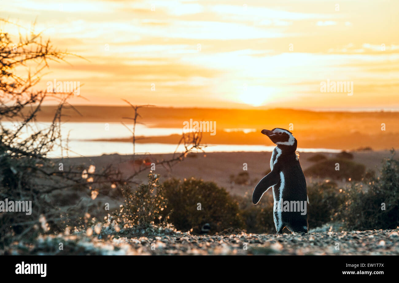 Magellanic Penguins, very early golden morning at Natural protected area Punta Tombo, Chubut, Patagonia, Argentina Stock Photo
