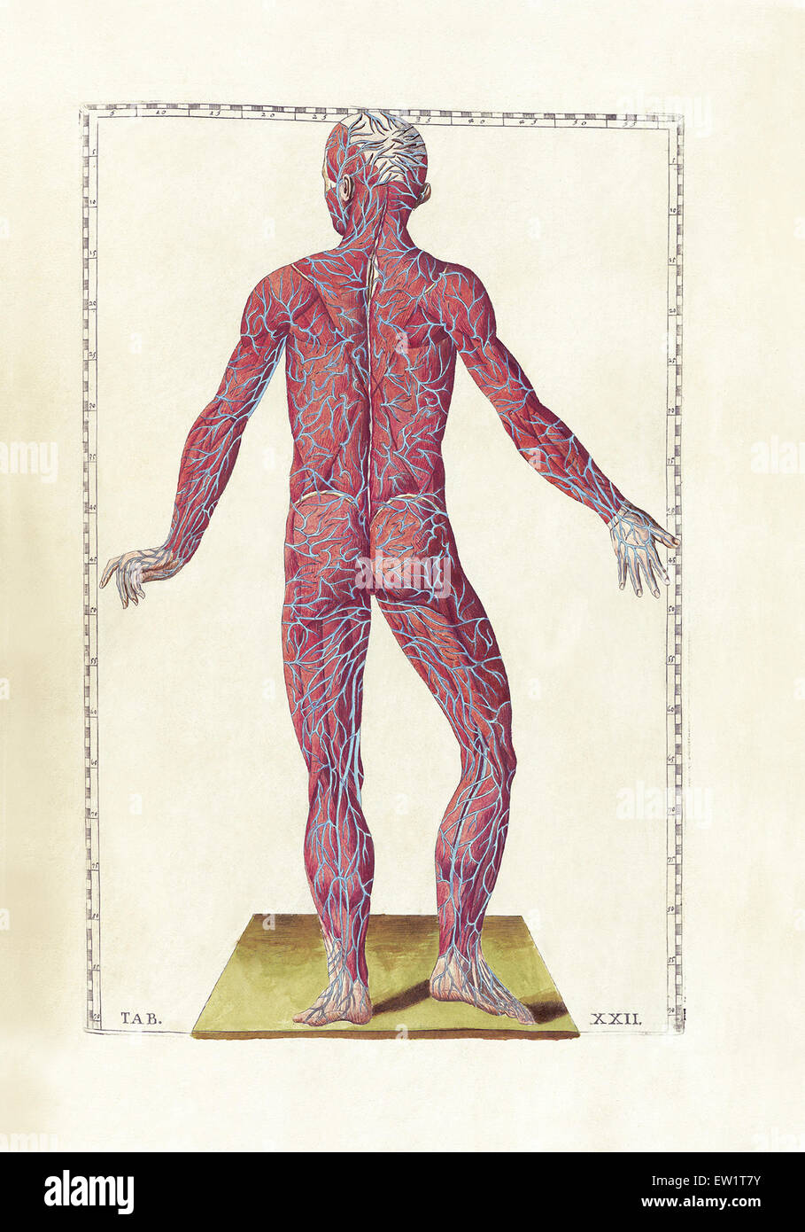 The science of human anatomy by Bartholomeo Eustachi, depicting the shape, size and relative position of the organs of the human Stock Photo