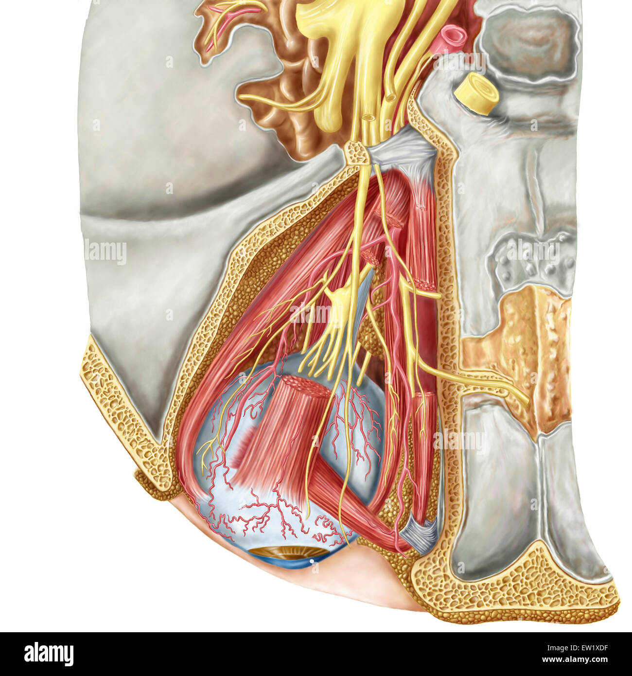 Orbital cut showing abducent nerve with ciliary ganglion and oculomotor nerve. Stock Photo