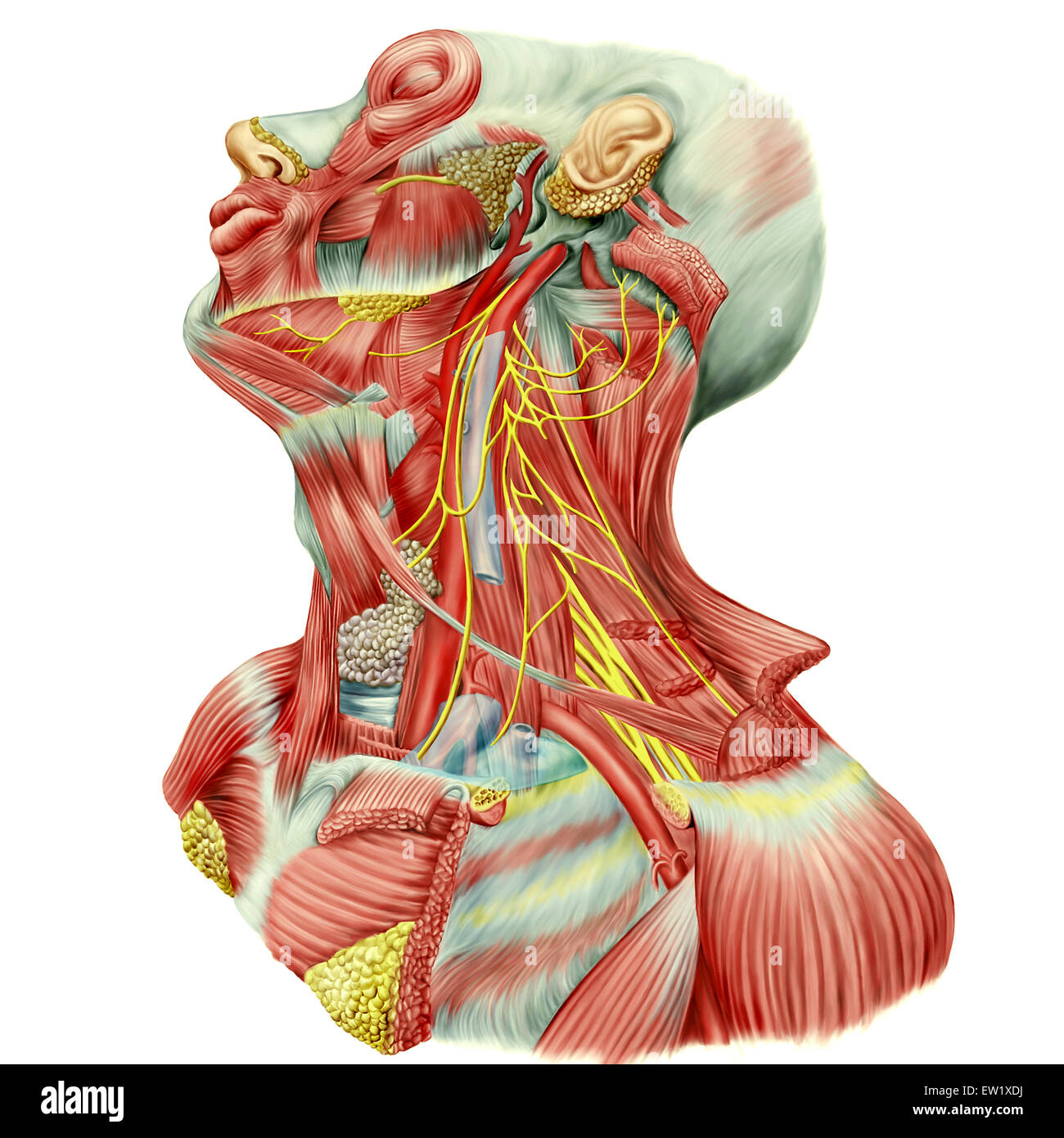 Detailed dissection view of human neck showing ansa cervicalis (Latin), superior root or descending hypoglossal, Inferior root o Stock Photo