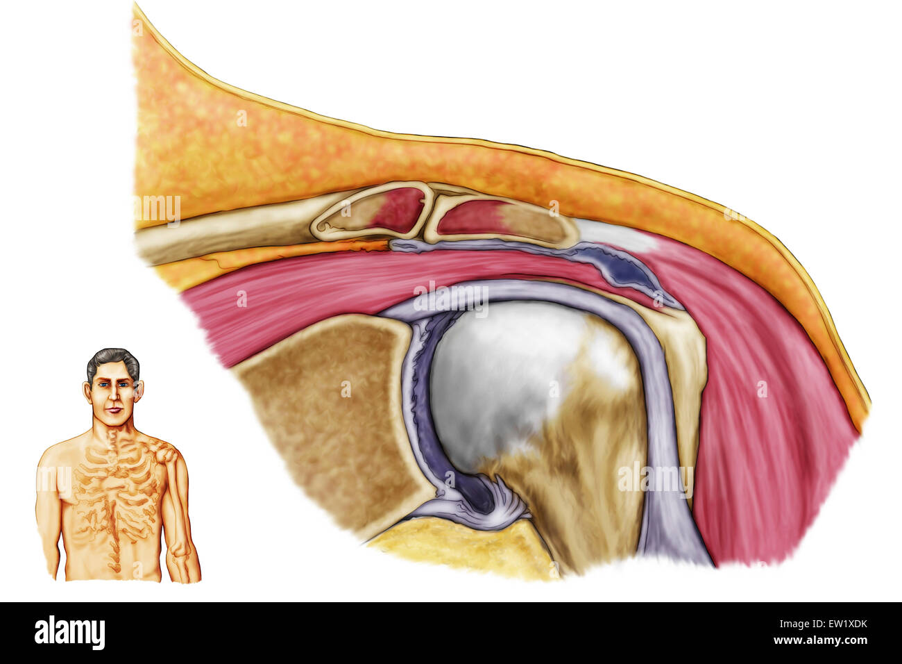 Anatomy of left shoulder, coronal view. Stock Photo
