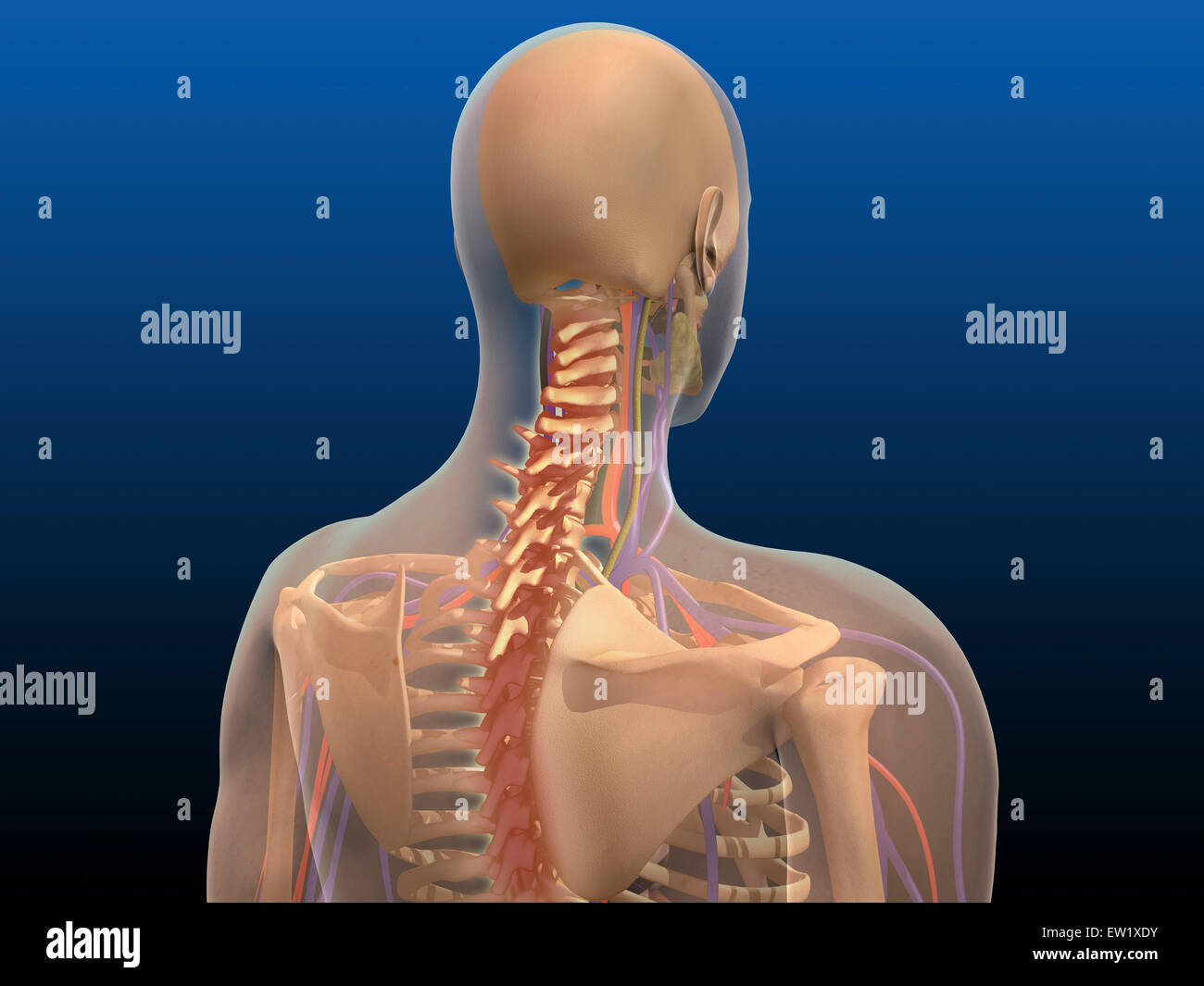 Rear view of human body showing spinal cord and scapula. Stock Photo