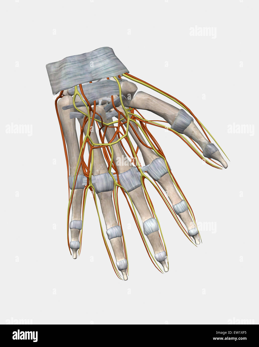 Bone structure of human hand with veins. Stock Photo