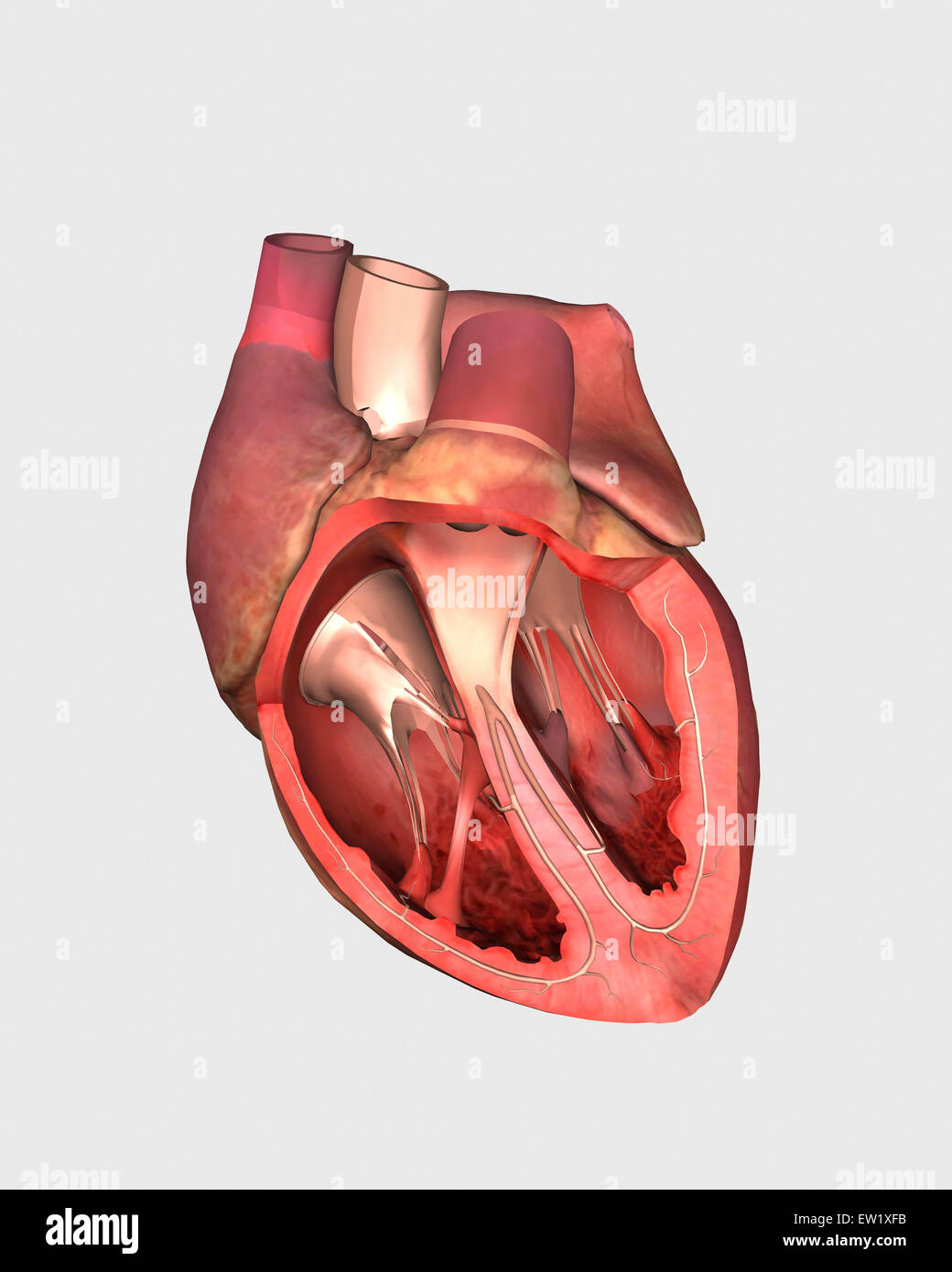 Heart valves showing pulmonary valve, mitral valve and tricuspid. Stock Photo
