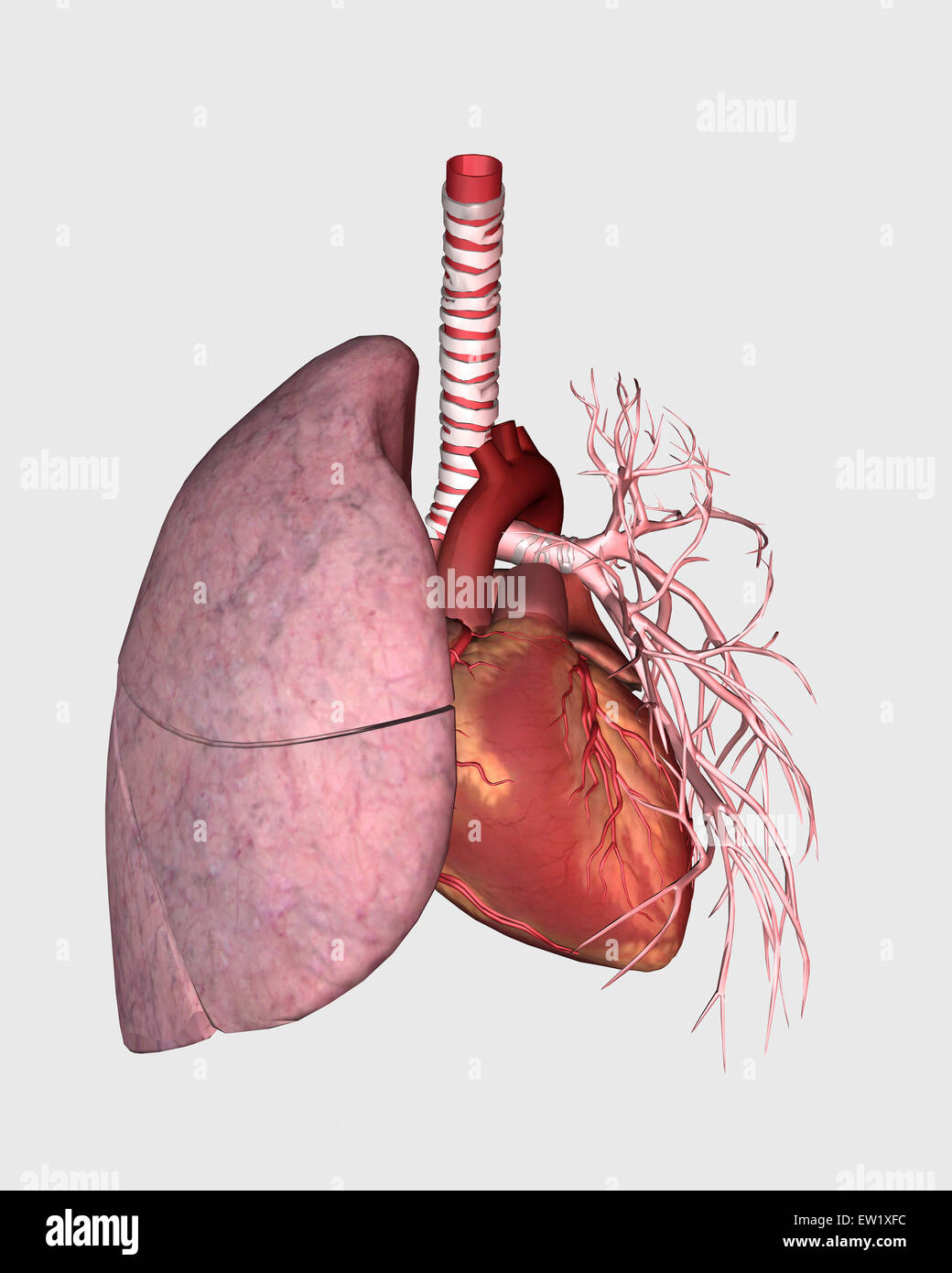 the organs of the human body coloring book