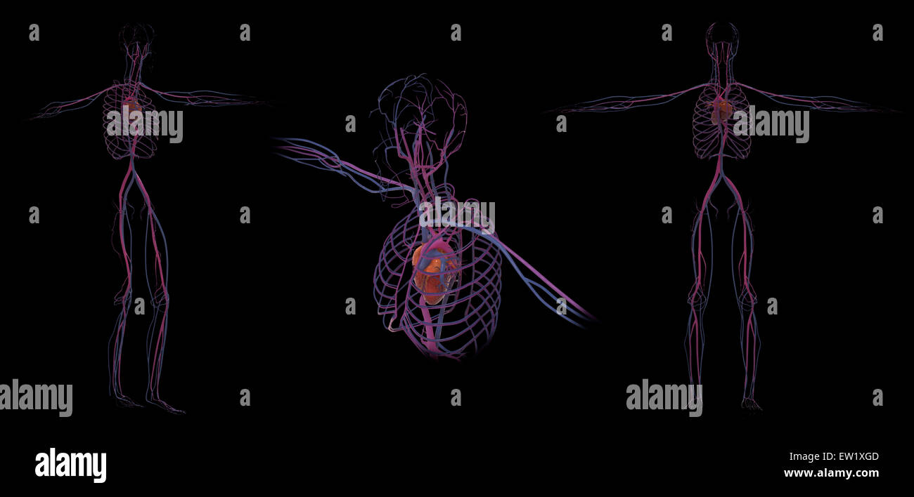 3D rendering of human circulatory system. Stock Photo