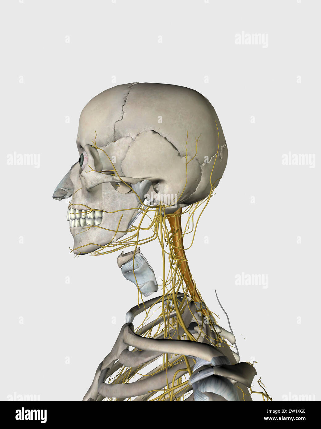 Medical illustration showing thyroid cartilage and nerves around human neck and head area. Stock Photo