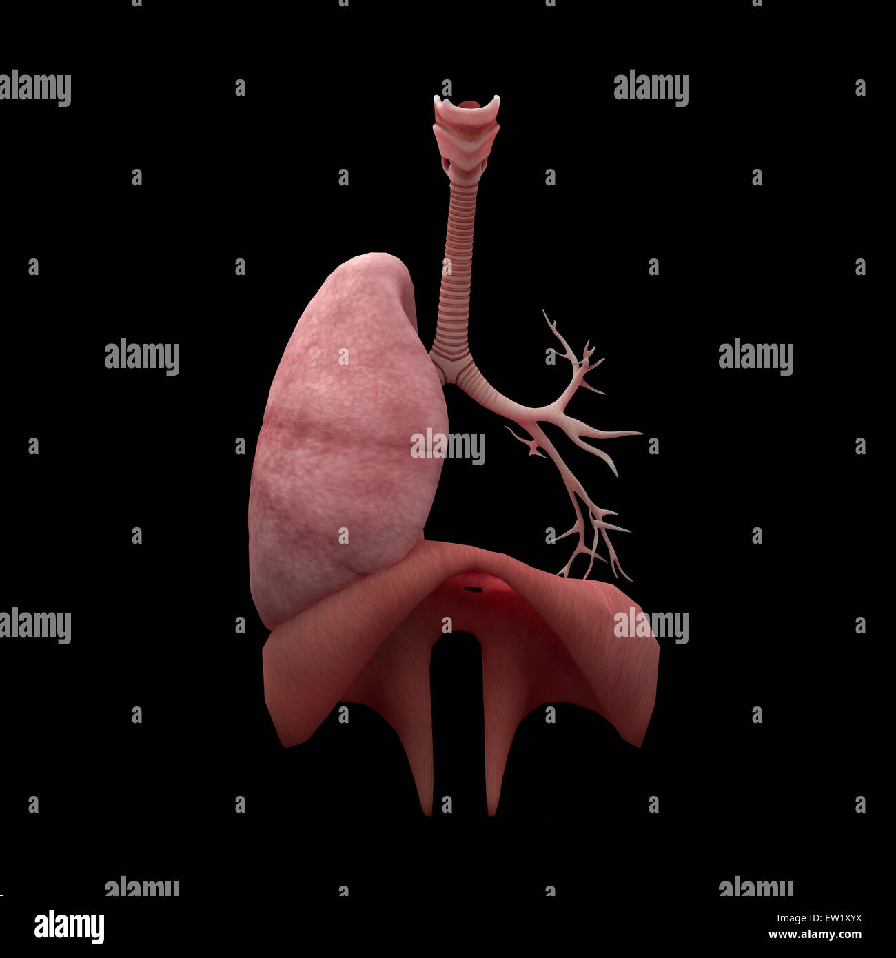 3D rendering of human lungs with respiratory tree and diaphragm. Stock Photo