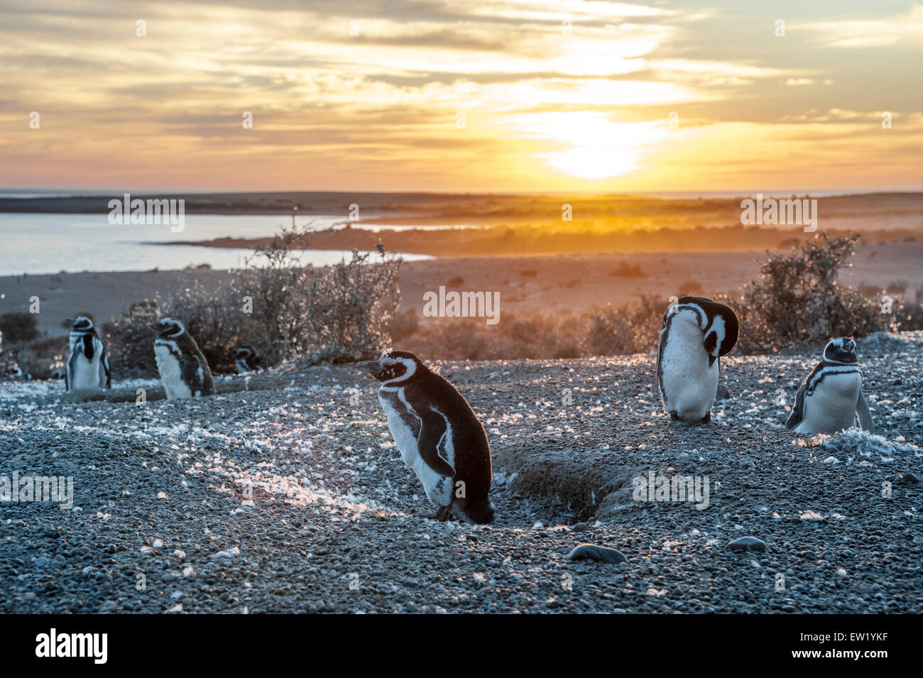 Magellanic Penguins, very early golden morning at Natural protected area Punta Tombo, Chubut, Patagonia, Argentina Stock Photo