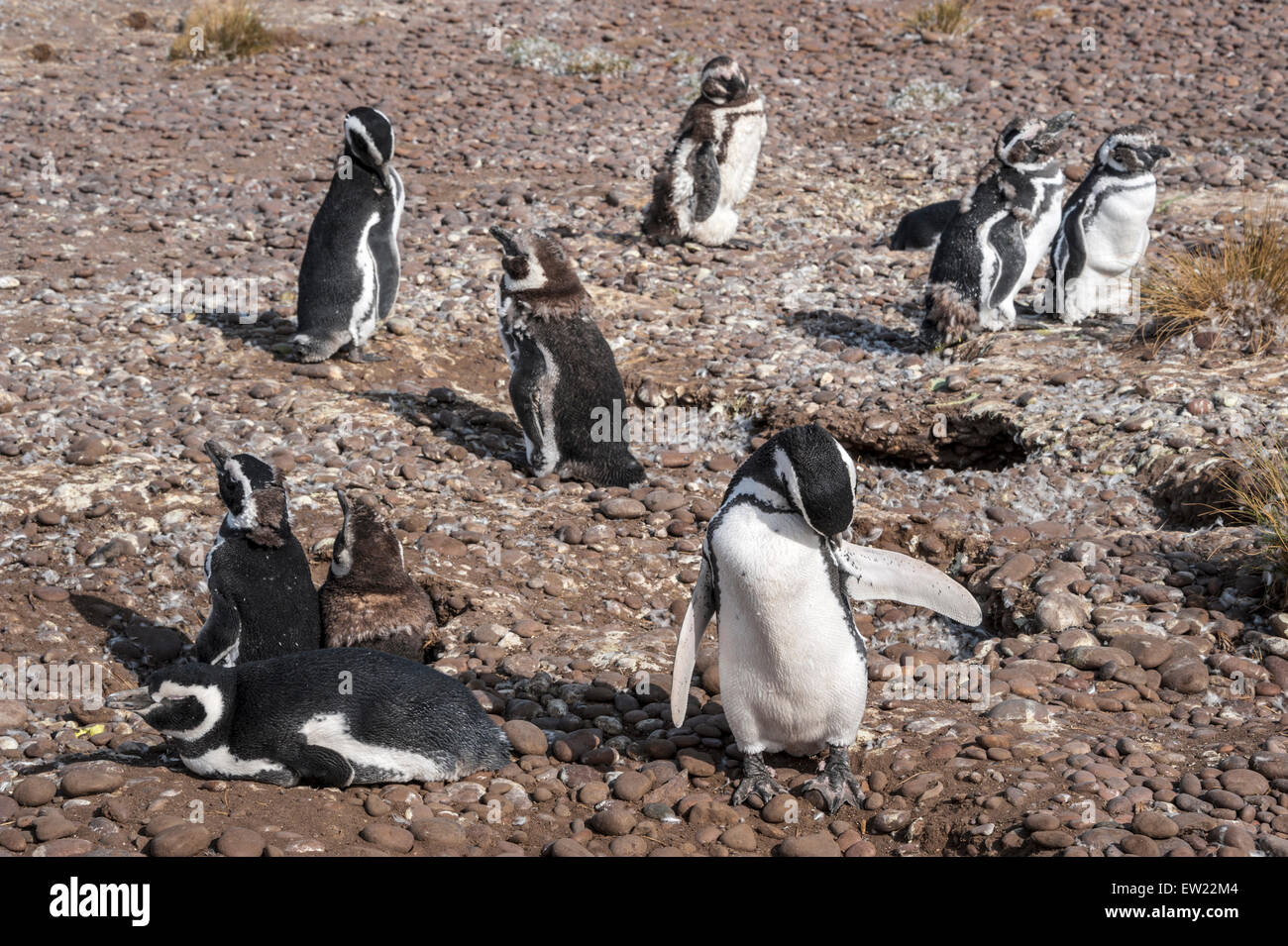 Magellanic Penguins at Punta Tombo, Chubut, Patagonia, Argentina Stock ...