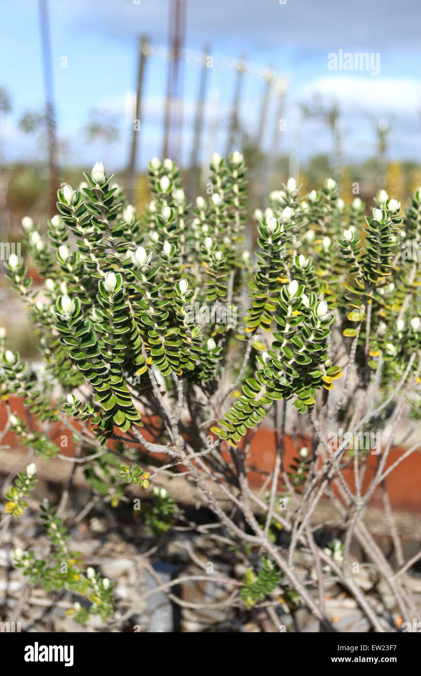 Pimelea Nivea, or known as Thymelaeaceae Stock Photo