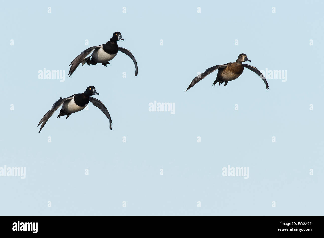 Flying Ringnecked Ducks Stock Photo