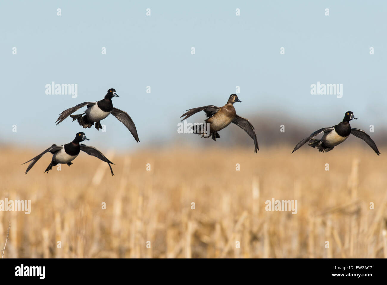 Flying Ringnecked Ducks Stock Photo