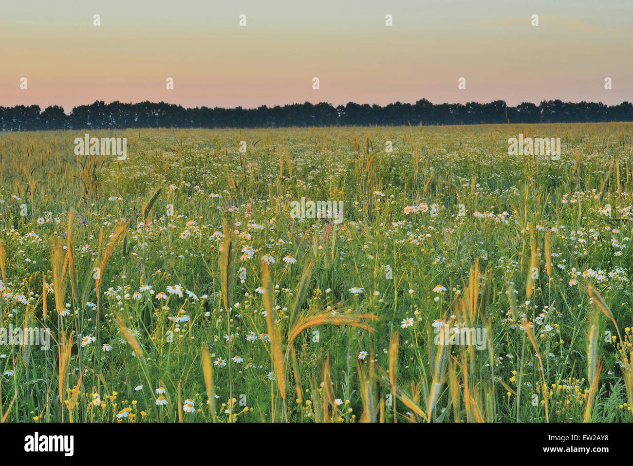 Sunrise in the field with daisies Stock Photo