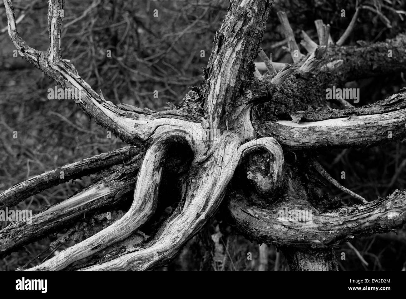 Dead Lodgepole Pine root wad in Yellowstone National Park WY Stock Photo