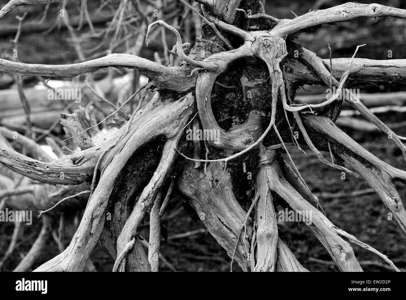 Lodgepole pine root wad in Yellowstone National Park, WY Stock Photo