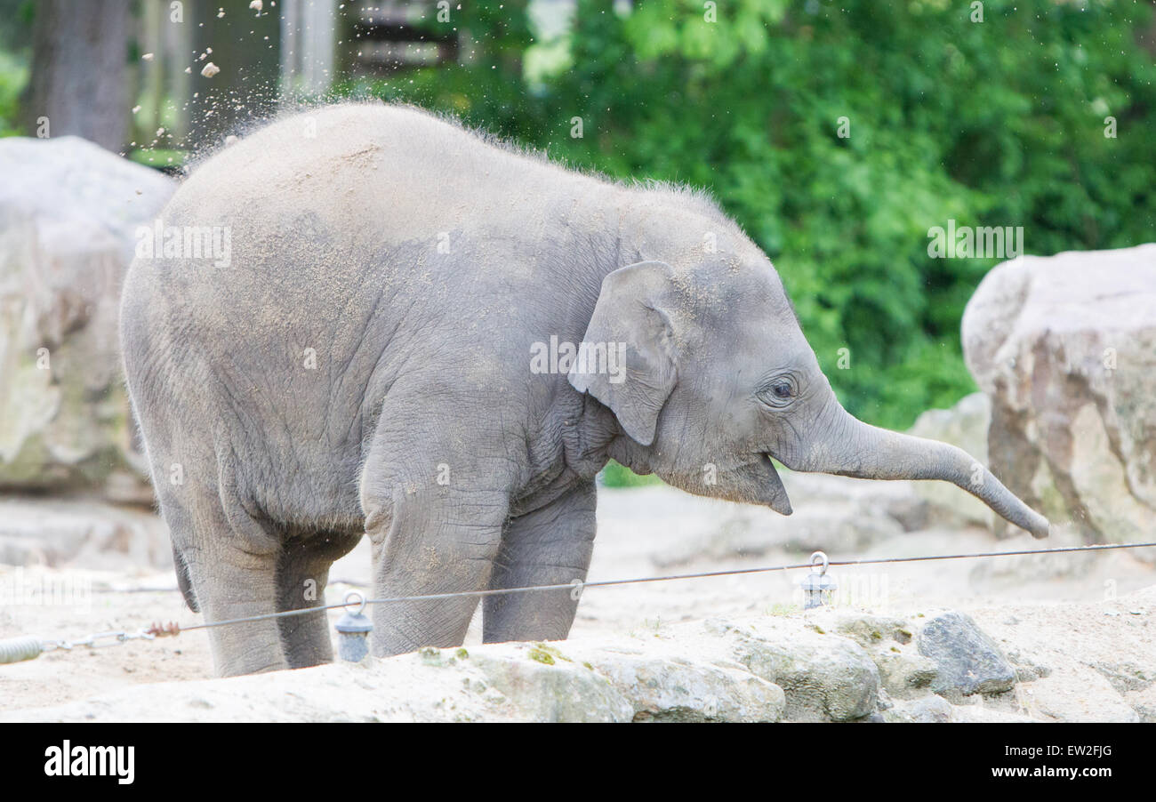 Happy baby elephant playing in the sand Stock Photo - Alamy