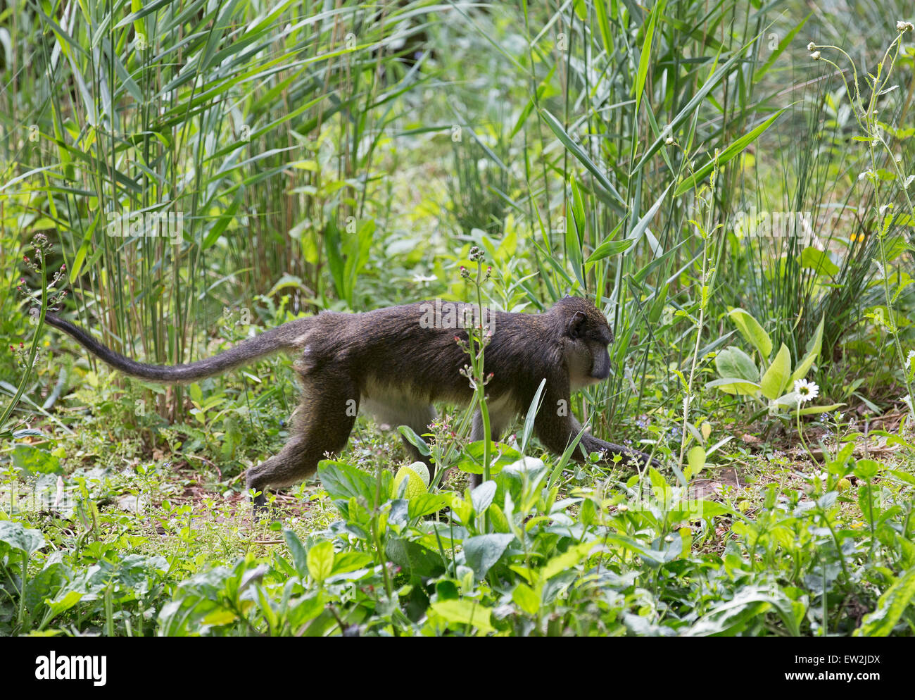 A brown spider monkey in paignton zoo hi-res stock photography and