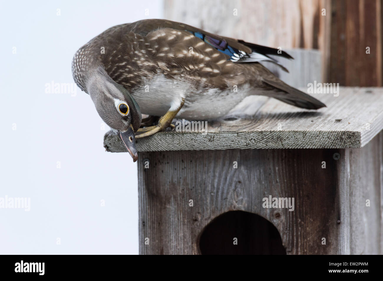 Nesting Hen Wood Duck Stock Photo Alamy nesting-hen-wood-duck-stock-photo-alamy