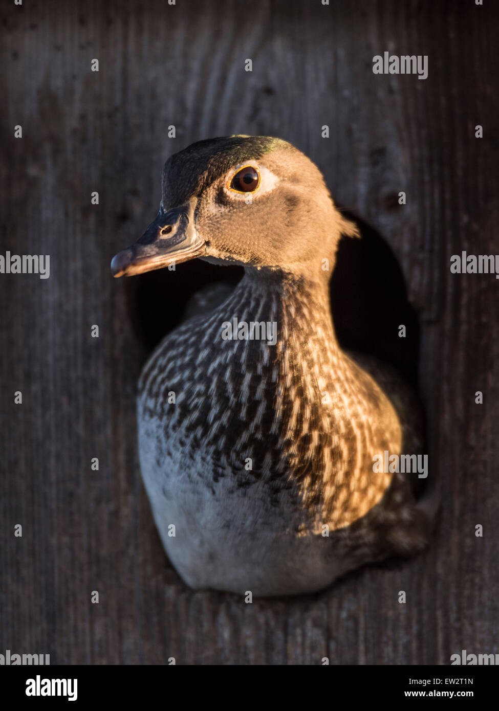 Nesting Hen Wood Duck Stock Photo Alamy nesting-hen-wood-duck-stock-photo-alamy
