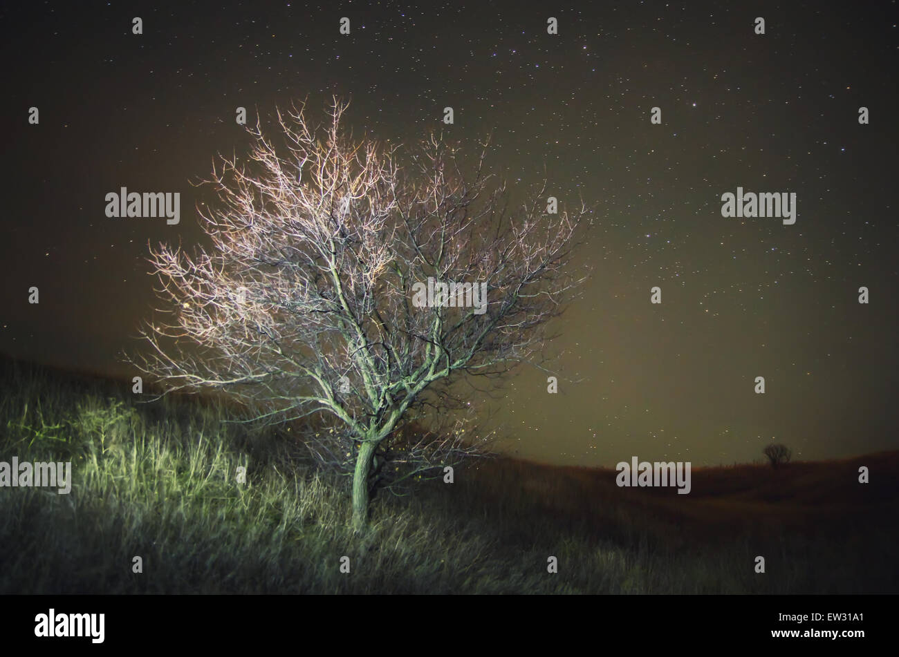 Lonely tree and night sky. Nature composition Stock Photo - Alamy