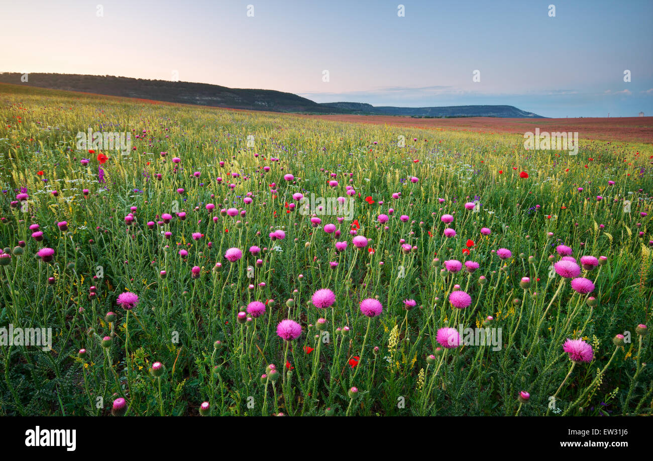 Beautiful meadow of flowers hi-res stock photography and images - Alamy