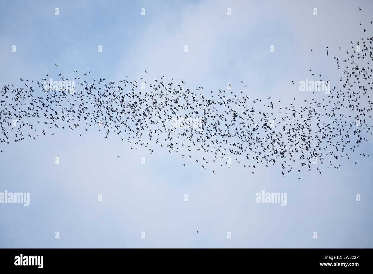 Bats flying in gunung mulu national park Stock Photo