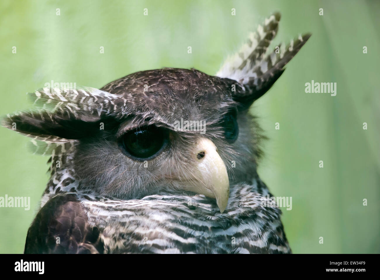 Giant Eagle Owl, Verraux's Eagle Owl (Bubo lacteus) Stock Photo