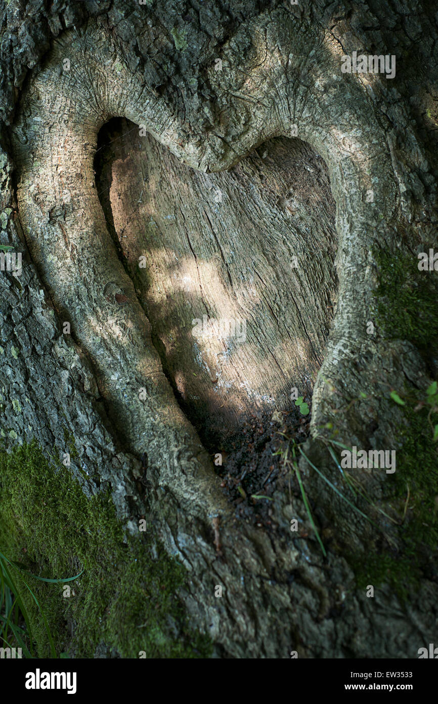 Love heart shaped knot in tree Stock Photo