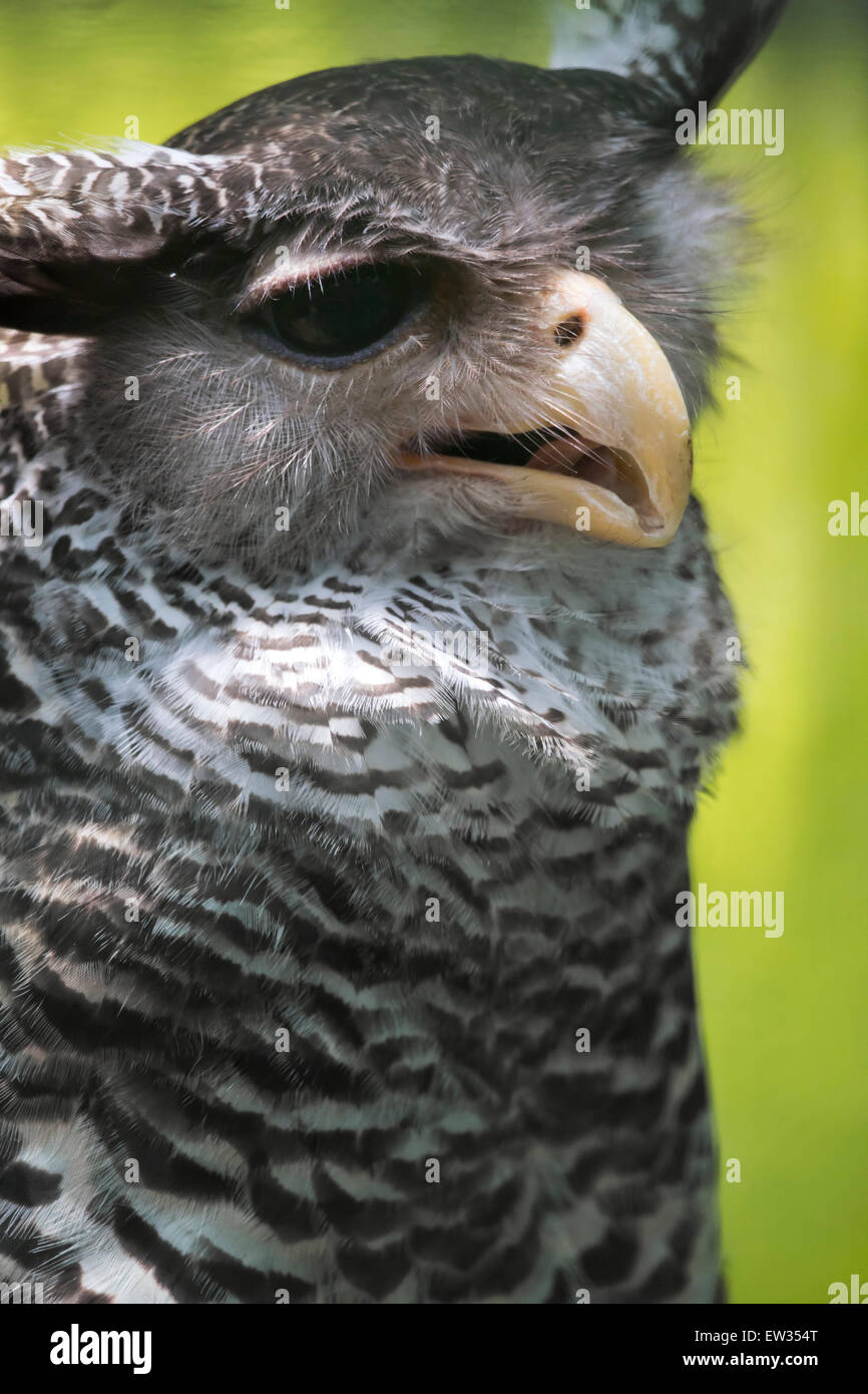Giant Eagle Owl, Verraux's Eagle Owl (Bubo lacteus) Stock Photo