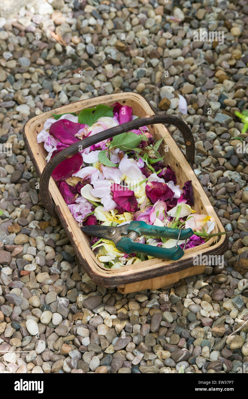 Dead headed flowers with secateurs in a wooden trug on a gravel path Stock Photo