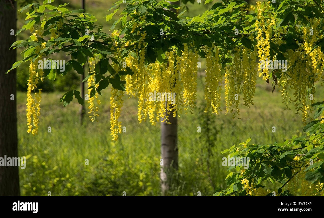 Laburnum yellow flowers on natural tree and lush foliage. Haninge, Sweden in June Stock Photo