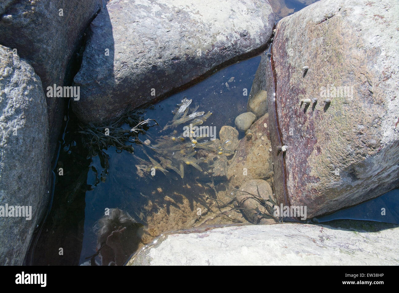 Gneiss rocks closeup with algae in natural pool on Skrea beach in Falkenberg, Sweden. Stock Photo