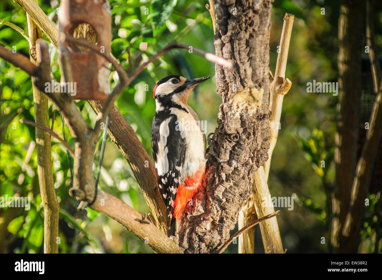 Heathfield, East Sussex, UK.17 June 2015.Early birds. Woodpecker is now a regular visitor to the garden as the sun rises promising to be another warm day Stock Photo
