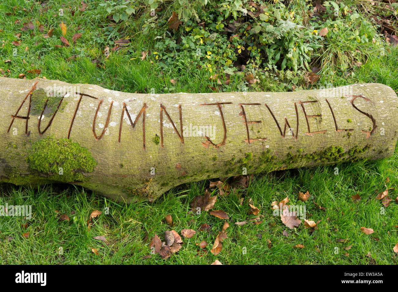 A log showing autumn, with the following word carved into the wood -  'autumn jewels', UK Stock Photo