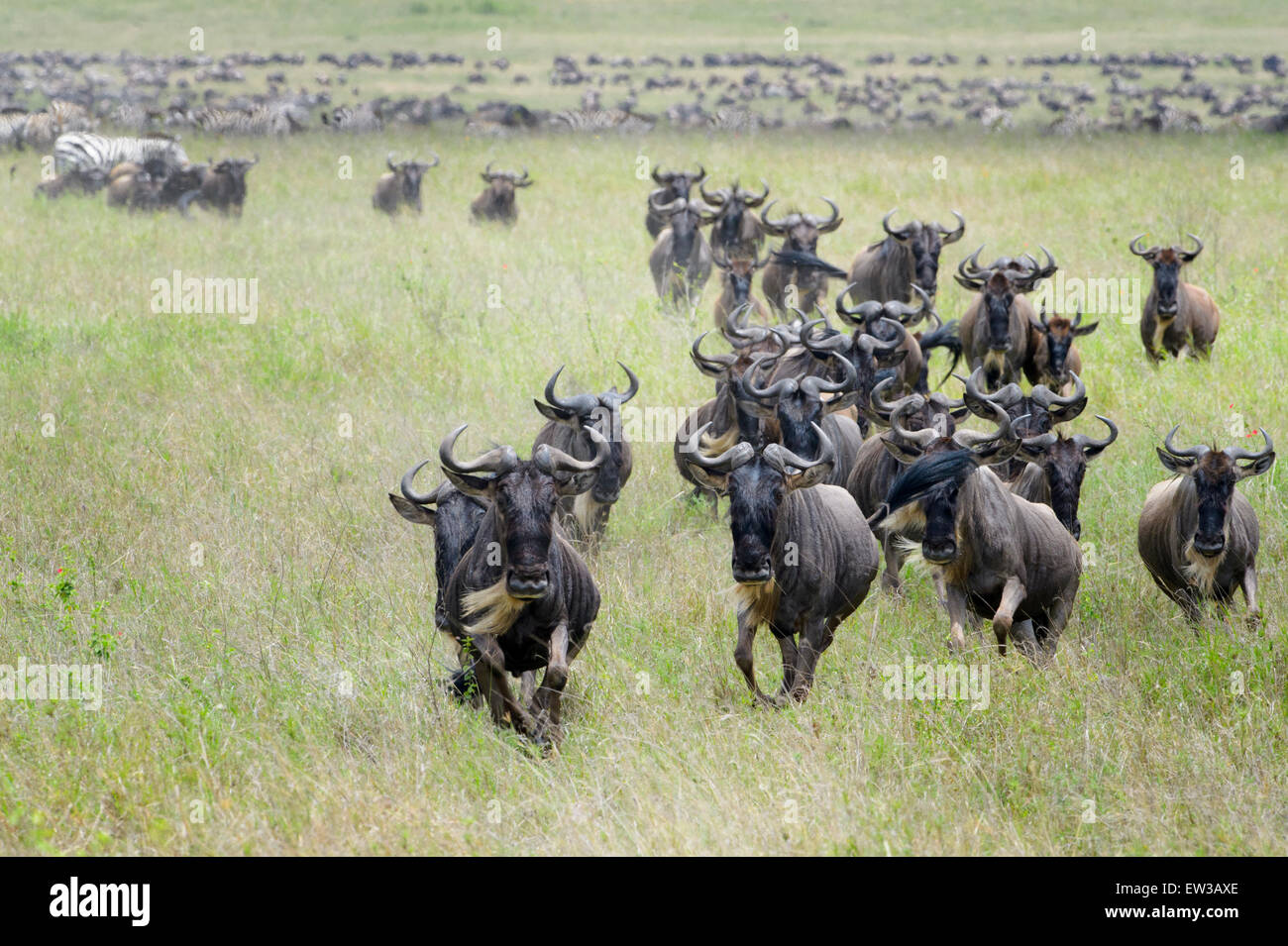 Blue Wildebeest (Connochaetes taurinus) herd, running towards camera on savannah, Serengeti national park, Tanzania. Stock Photo