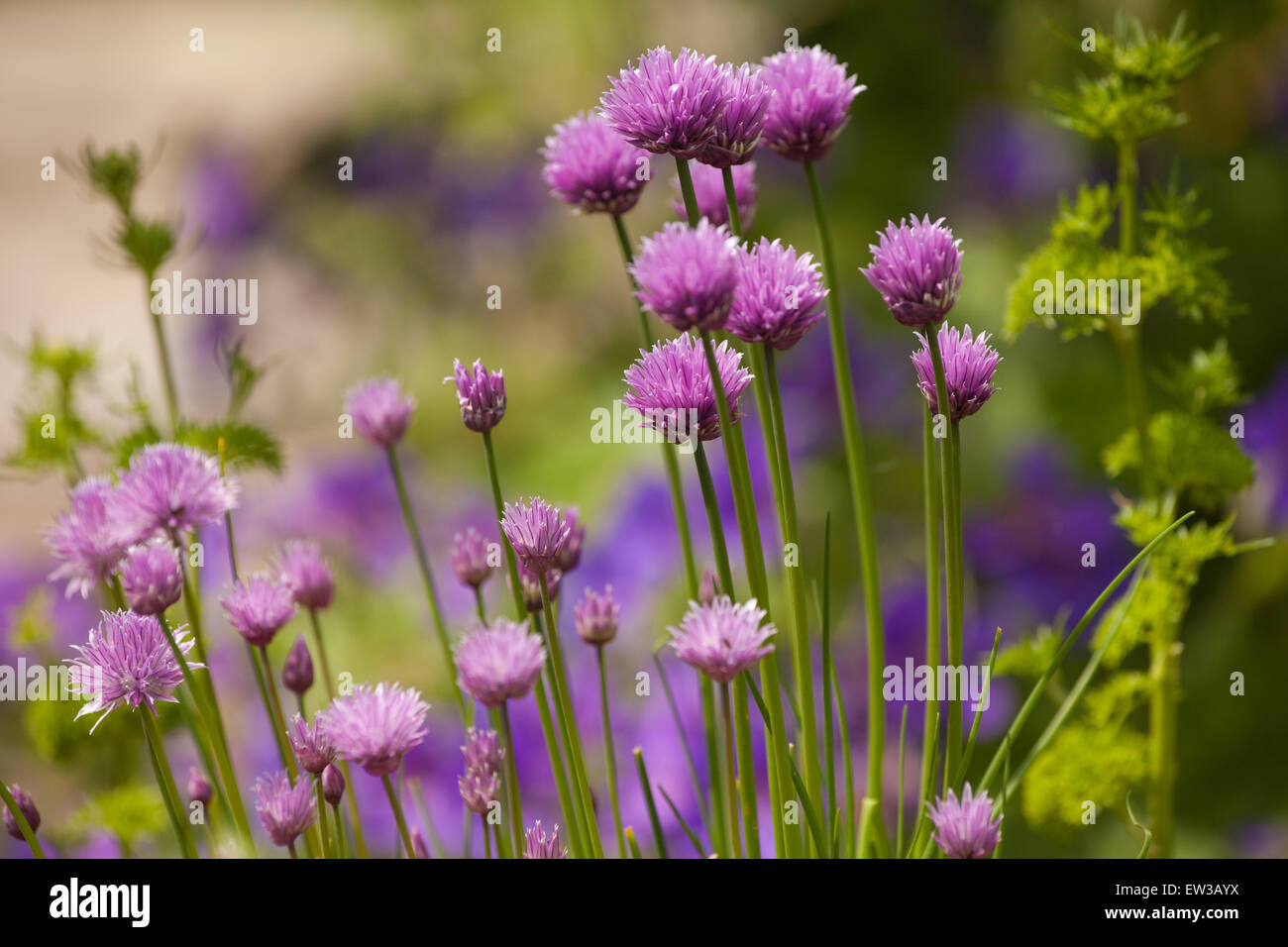 Chives in a garden with purple flowers. Stock Photo