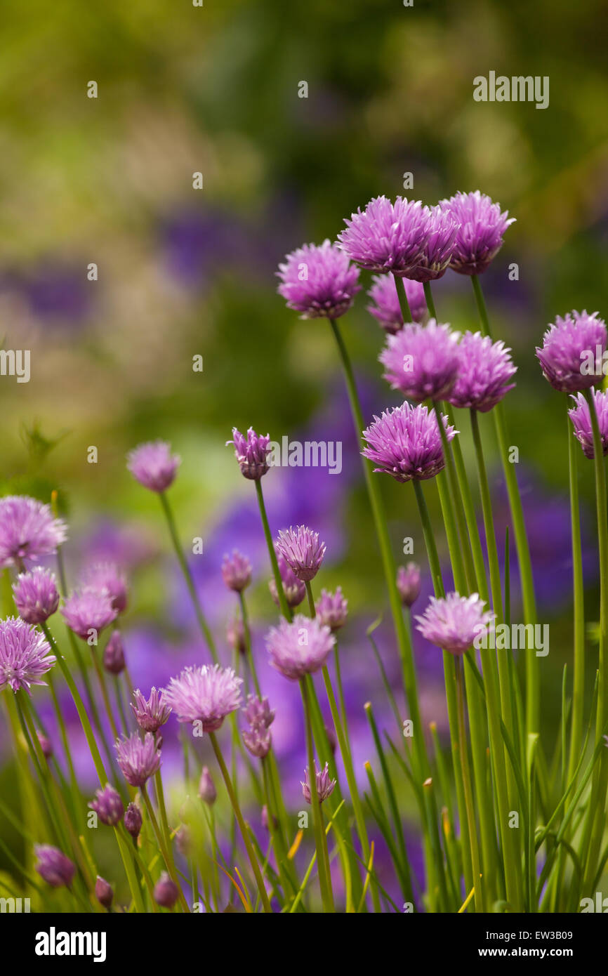 Chives in a garden with purple flowers Stock Photo Alamy