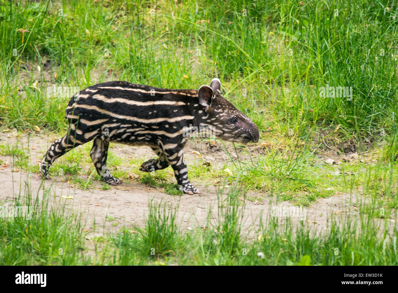 Nine days old baby of the endangered South American tapir (Tapirus terrestris), also called Brazilian tapir or lowland tapir Stock Photo