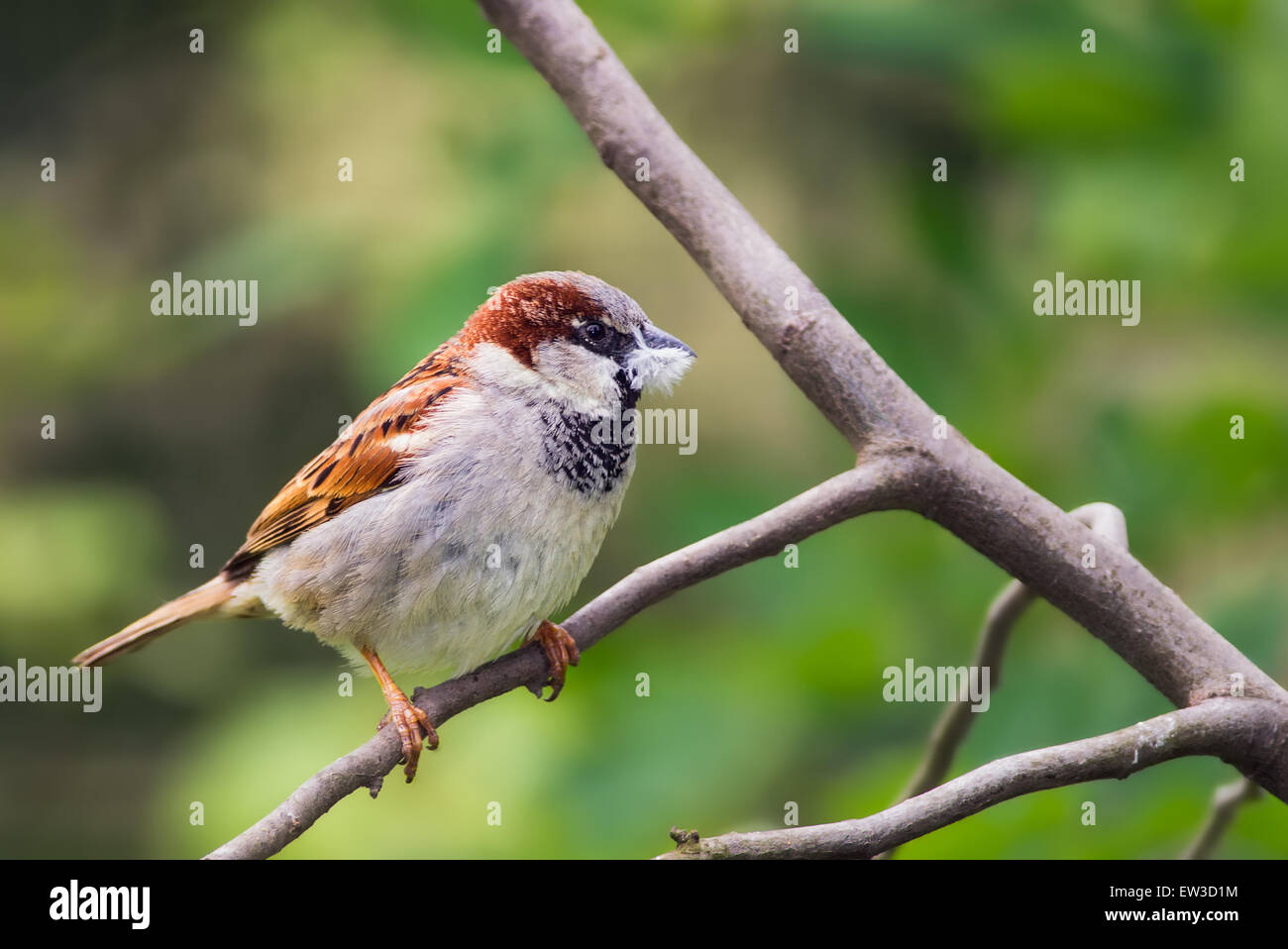 House sparrow (Passer domesticus) holding a piece of fluff in its beak Stock Photo