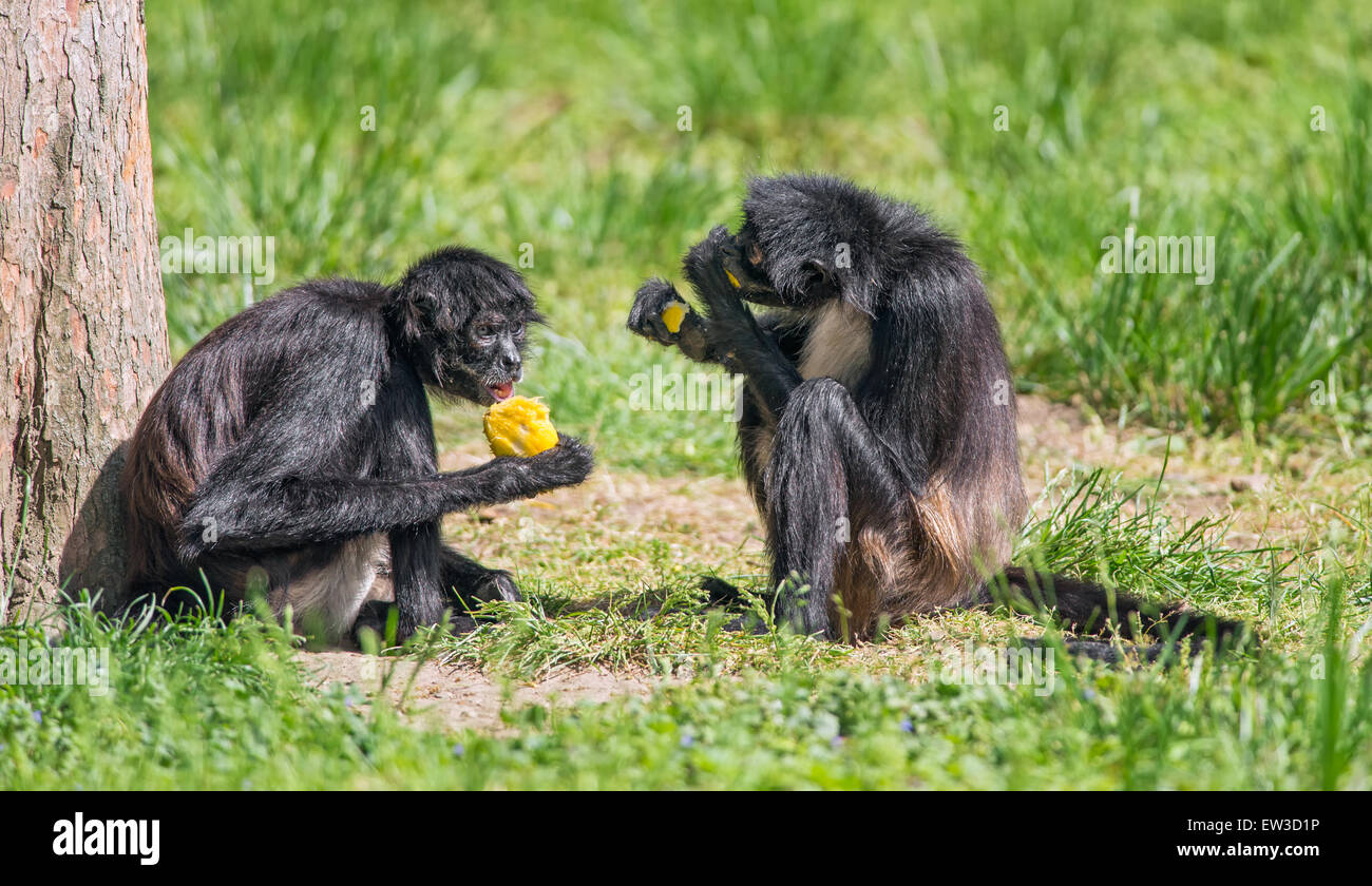 Two Geoffroy's spider monkeys (Ateles geoffroyi), also known as black-handed spider monkey enjoying a meal Stock Photo