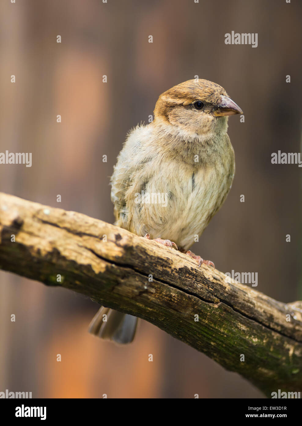 Portrait of female house sparrow (Passer domesticus) Stock Photo