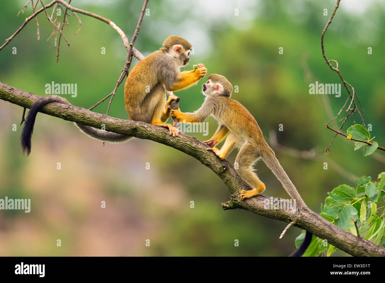 Two common squirrel monkeys (Saimiri sciureus) playing on a tree branch Stock Photo
