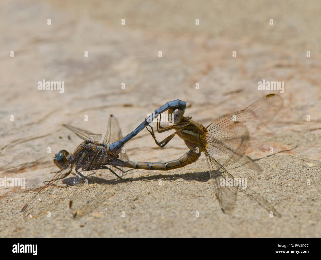 Closeup of an Epaulet skimmers, Orthetrum chrysostigma, male and female mating, Spain. Stock Photo