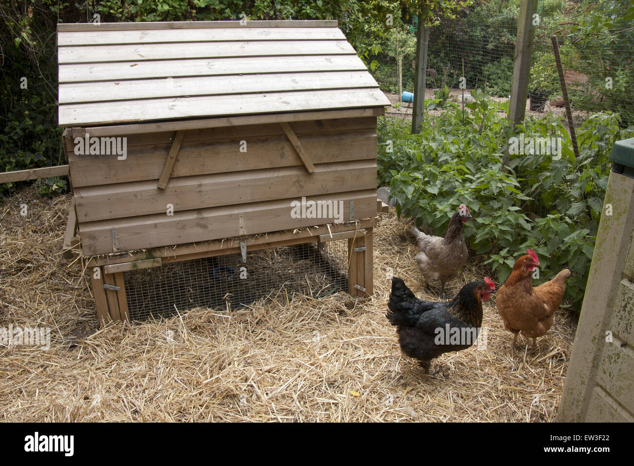 Domestic Chicken, three hens, standing on straw in run beside coop, on
